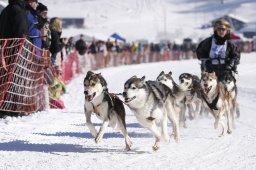Lenk 2013